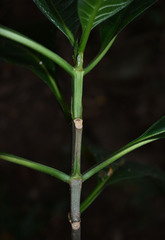 Tarenna dallachiana