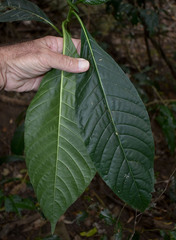 Tarenna dallachiana
