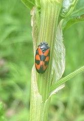 Cercopis vulnerata