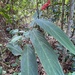 Stromanthe - Photo (c) Geovane Siqueira, some rights reserved (CC BY-NC), uploaded by Geovane Siqueira