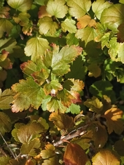 Ribes uva-crispa