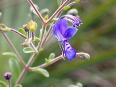 Trichostema suffrutescens
