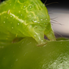 Chrysodeixis chalcites