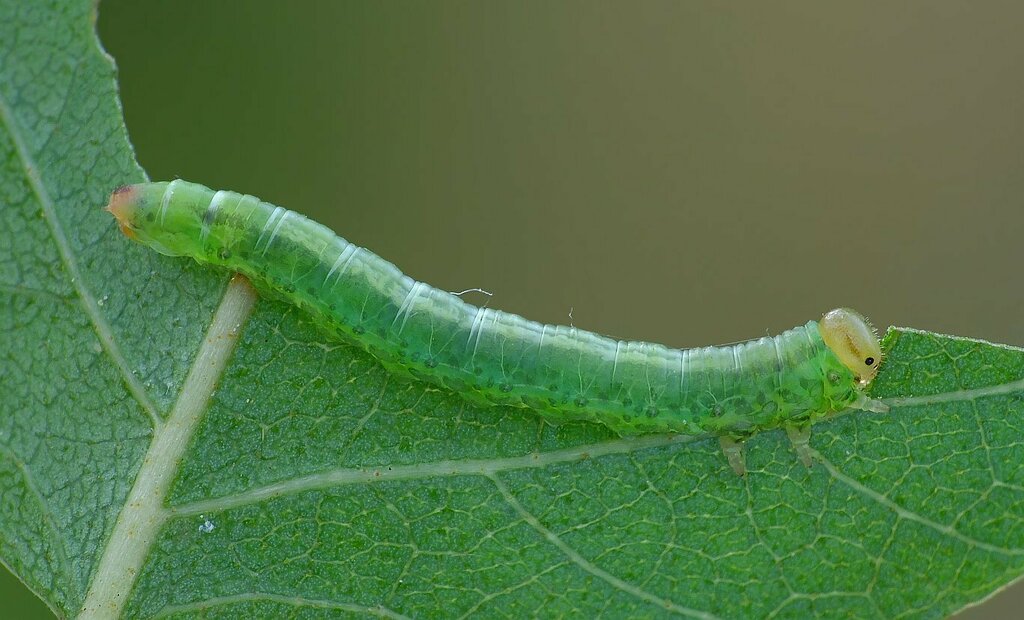 Green Birch Nematine