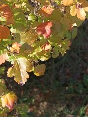 Ribes uva-crispa