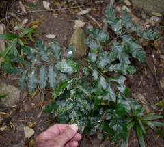 Elattostachys microcarpa