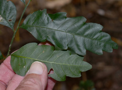 Elattostachys microcarpa