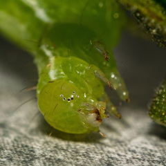 Chrysodeixis chalcites