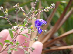 Trichostema suffrutescens
