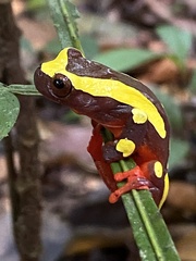 Dendropsophus