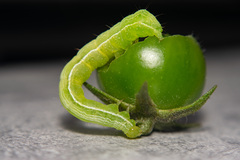Chrysodeixis chalcites