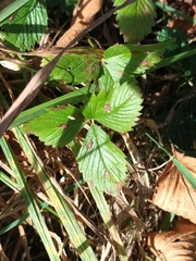 Fragaria viridis