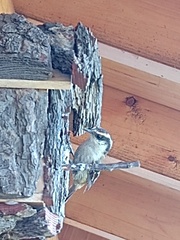 Aphrastura spinicauda