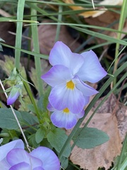Viola tricolor