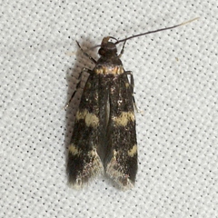 Oegoconia novimundi