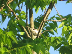 Poecile carolinensis