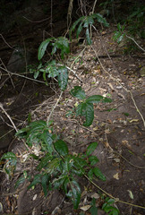 Salacia disepala