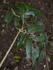 Salacia disepala