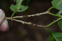 Salacia disepala
