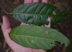 Salacia disepala