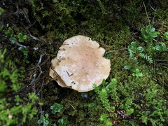 Suillus bovinus