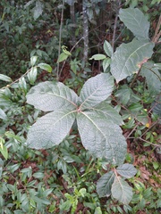 Quercus crassifolia