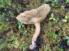 Suillus bovinus