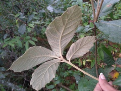 Quercus crassifolia