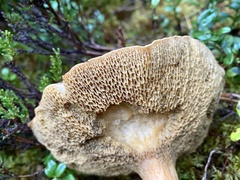 Suillus bovinus