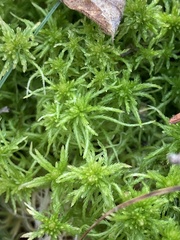 Sphagnum teres
