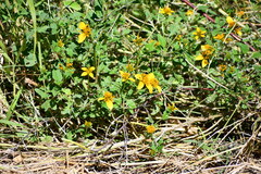 Sclerocarpus uniserialis