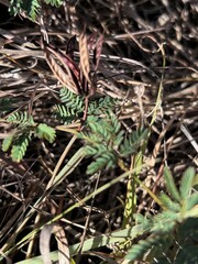 Desmanthus velutinus