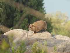 Procavia capensis
