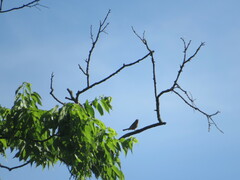Haemorhous mexicanus