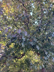 Pyrus