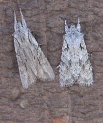 Lithophane ornitopus