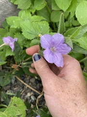 Ruellia humilis