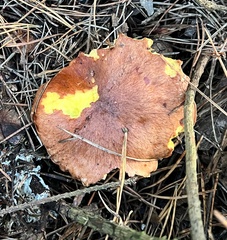 Suillus collinitus