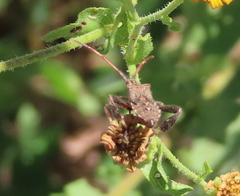 Leptoglossus phyllopus