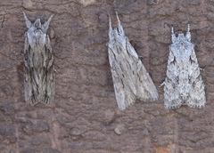 Lithophane leautieri