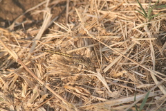 Brachythemis leucosticta