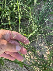 Digitaria bicornis
