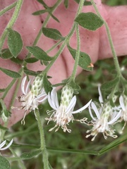 Sericocarpus tortifolius
