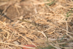 Brachythemis leucosticta