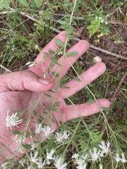 Sericocarpus tortifolius