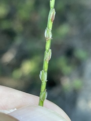 Digitaria bicornis