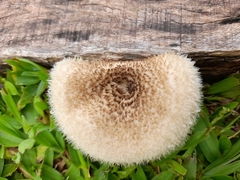 Lentinus crinitus