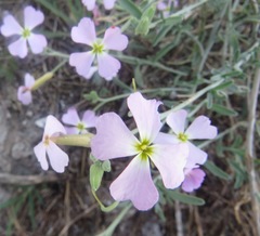 Malcolmia littorea