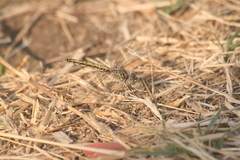 Brachythemis leucosticta