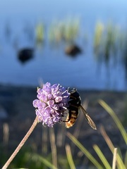 Sericomyia silentis